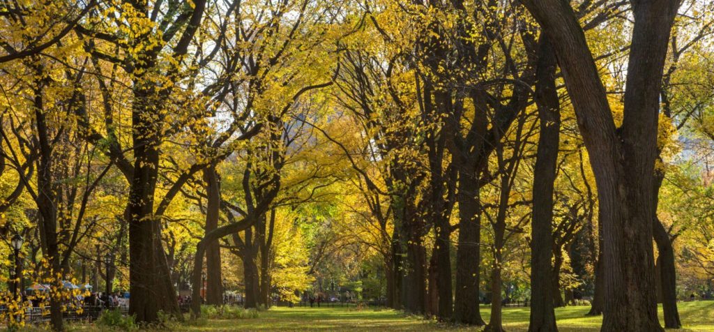 Central Park with fall folliage