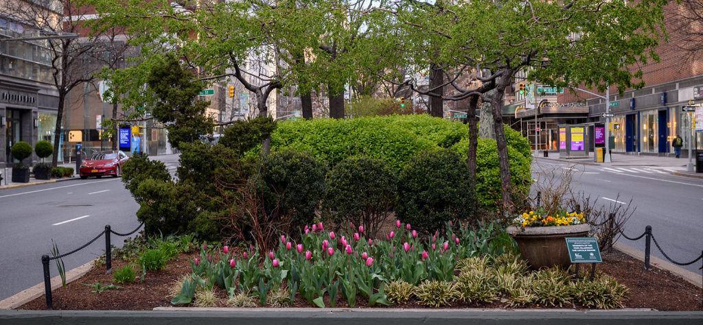the Broadway Mall end bed at 66th street in Lincoln Square with pink tulips and other spring flowers